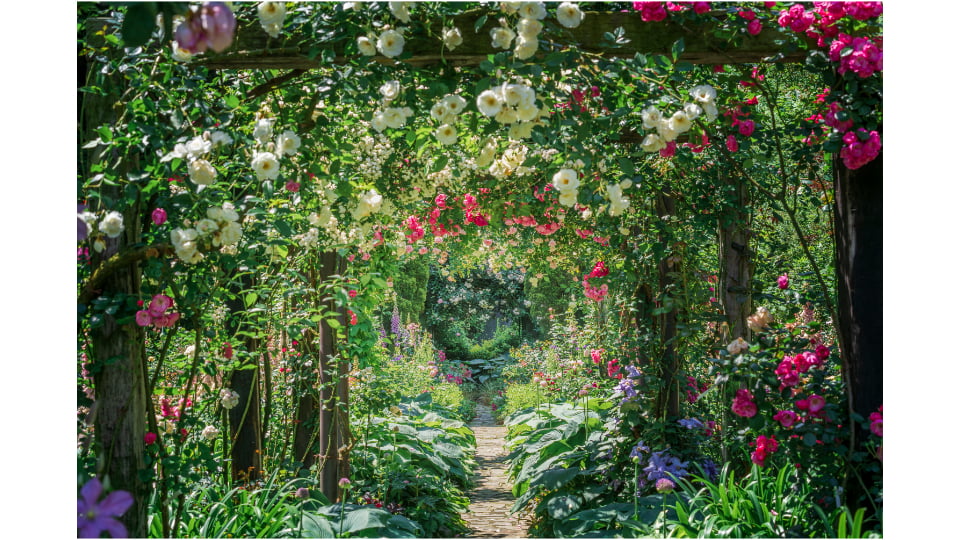 ACAO ROSE FESTA 2026