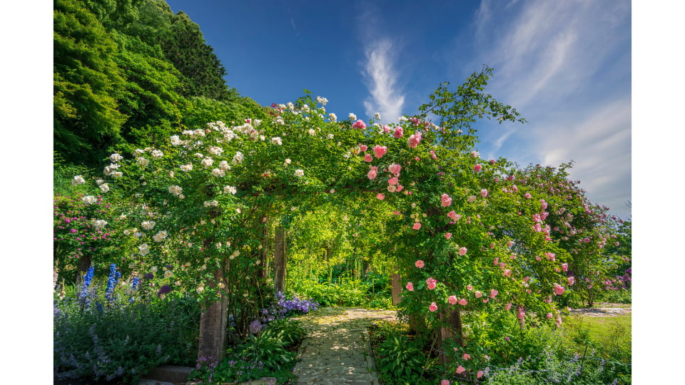 ACAO ROSE FESTA 2026