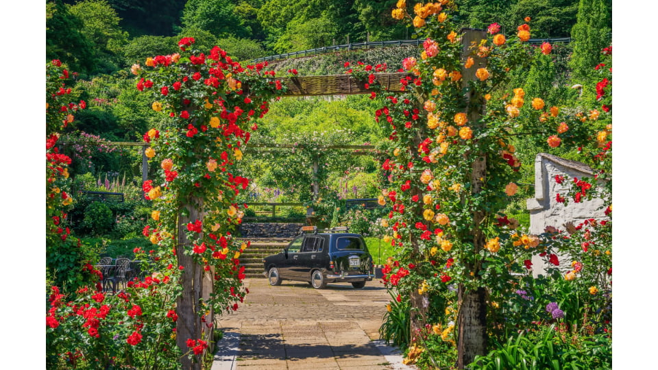 ACAO ROSE FESTA 2026