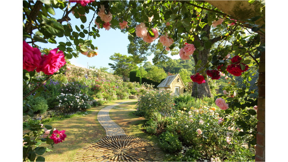 ACAO ROSE FESTA 2026