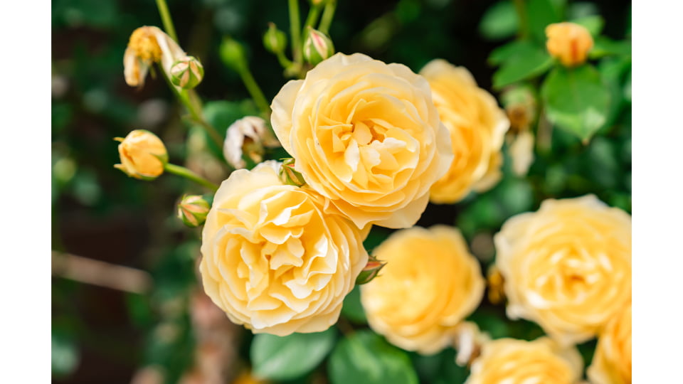 ACAO ROSE FESTA 2026