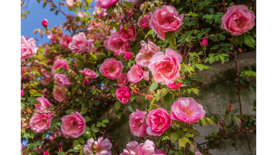 ACAO ROSE FESTA 2026