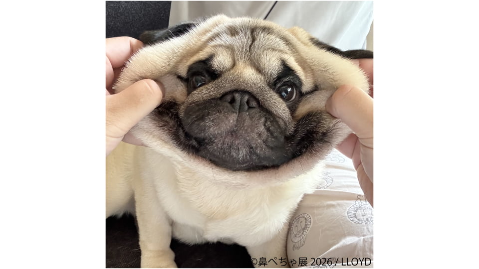 鼻ぺちゃ展 2026 in名古屋