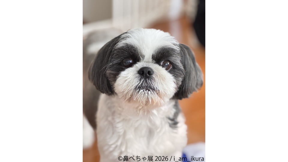 鼻ぺちゃ展 2026 in名古屋