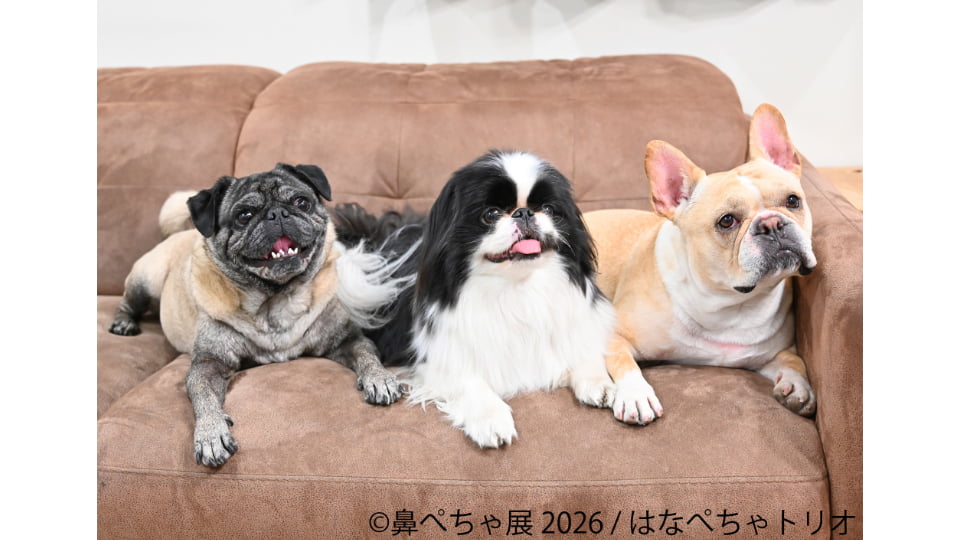 鼻ぺちゃ展 2026 in名古屋