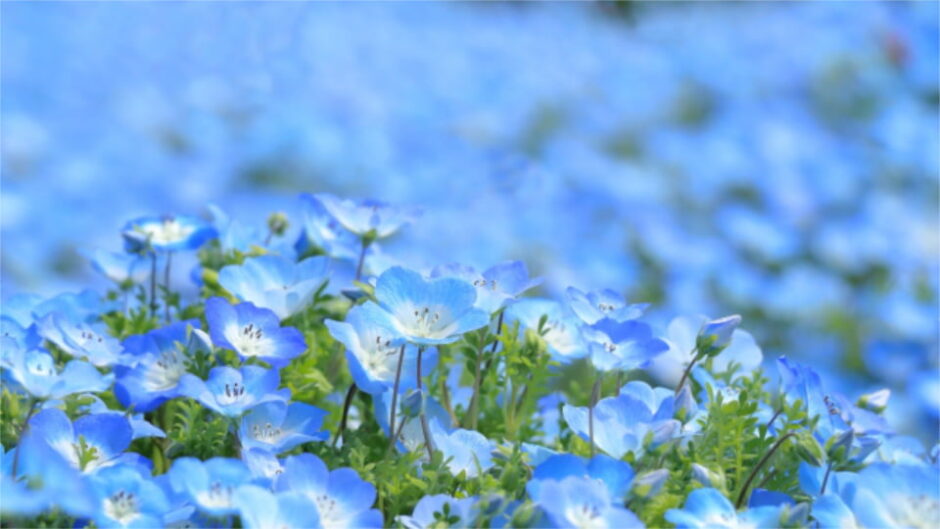 「春の花物語」木曽三川公園センターで開催