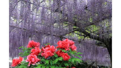 「第61回こうなん藤まつり」曼陀羅寺公園で開催