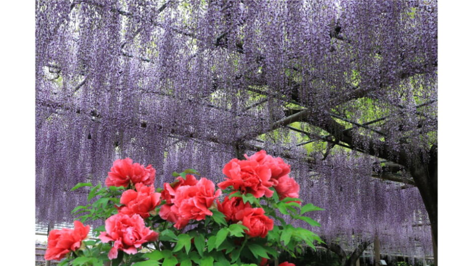 「第61回こうなん藤まつり」曼陀羅寺公園で開催