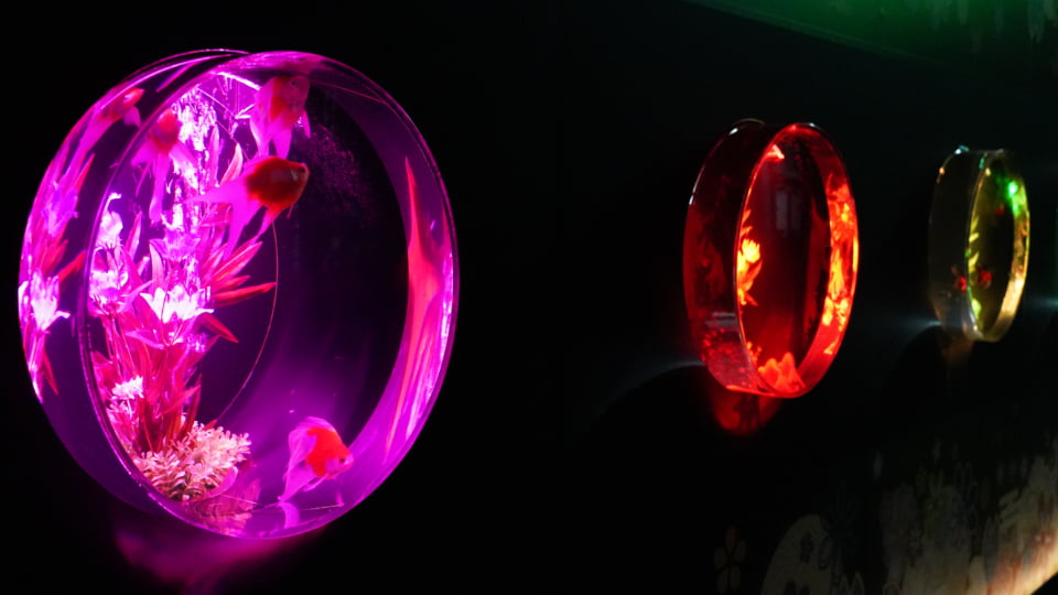 アートアクアリウム展 名古屋2026