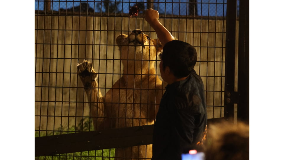 のんほいパークナイトZOO