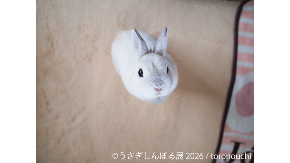 うさぎしんぼる展2026 in 名古屋