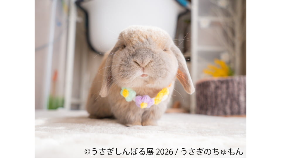 うさぎしんぼる展2026 in 名古屋