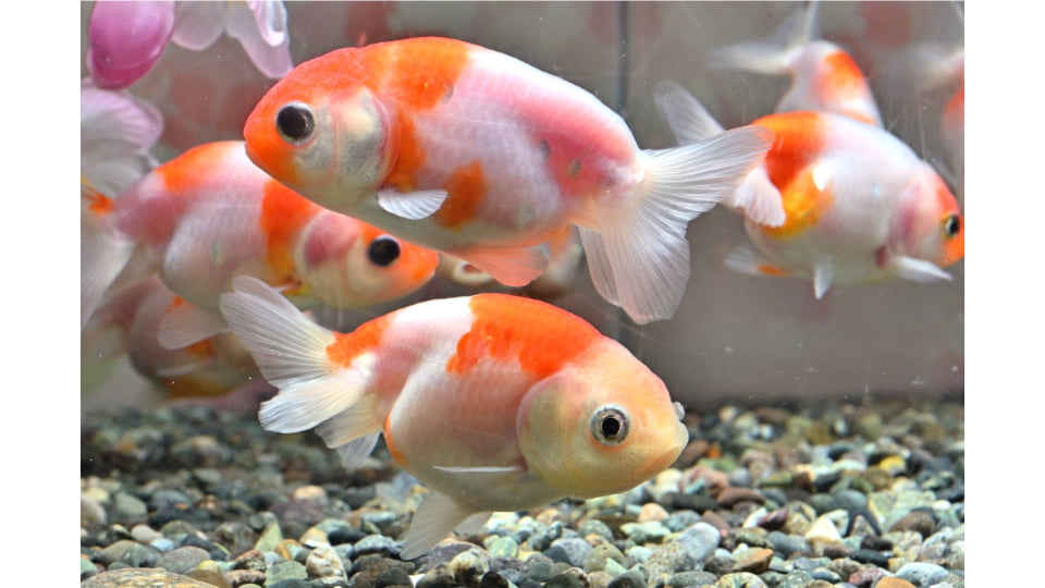 名古屋港水族館